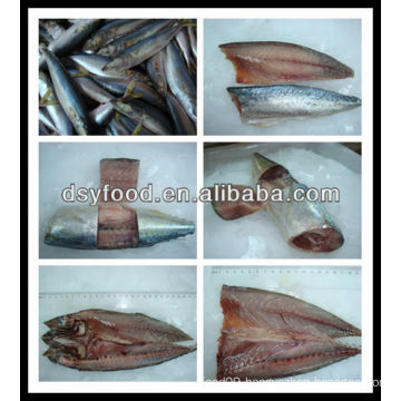 frozen pacific mackerel IQF/BQF